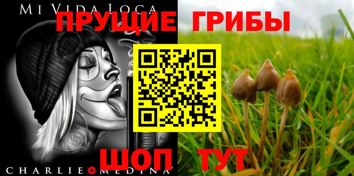 Галлюциногенные грибы Psilocybe Кореновск